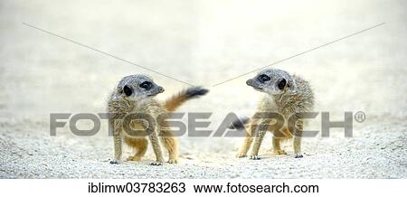 "Meerkats (Suricata suricatta), pups playing, native to Africa, captive, Baden-Wurttemberg, Germany, Europe" View Large Photo Image Stock Image - "Meerkats (Suricata suricatta), pups playing, native to Africa, captive, Baden-Wurttemberg, Germany, Europe". Fotosearch