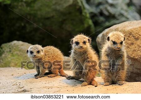 "Meerkats (Suricata suricatta), pups, Germany, Europe" View Large Photo Image Stock Image - "Meerkats (Suricata suricatta), pups, Germany, Europe". Fotosearch