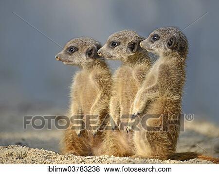 "Meerkats (Suricata suricatta), pups, native to Africa, captive, Baden-Wurttemberg, Germany, Europe" View Large Photo Image Stock Photo - "Meerkats (Suricata suricatta), pups, native to Africa, captive, Baden-Wurttemberg, Germany, Europe". Fotosearch