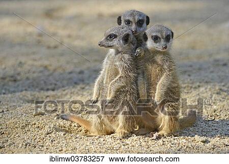 "Meerkats (Suricata suricatta), pups, native to Africa, captive, Baden-Wurttemberg, Germany, Europe" View Large Photo Image Stock Photo - "Meerkats (Suricata suricatta), pups, native to Africa, captive, Baden-Wurttemberg, Germany, Europe". Fotosearch