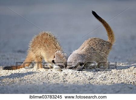 "Meerkats (Suricata suricatta), pups playing, native to Africa, captive, Baden-Wurttemberg, Germany, Europe" View Large Photo Image Stock Photography - "Meerkats (Suricata suricatta), pups playing, native to Africa, captive, Baden-Wurttemberg, Germany, Europe". Fotosearch