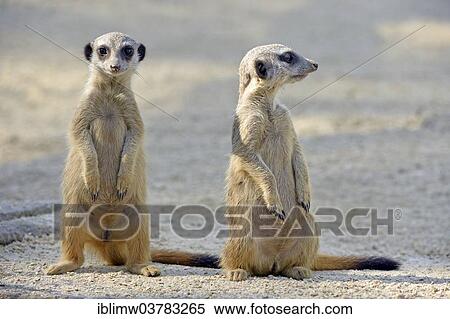 Stock Photography - "Meerkats (Suricata suricatta), pups, native to Africa, captive, Baden-Wurttemberg, Germany, Europe". Fotosearch