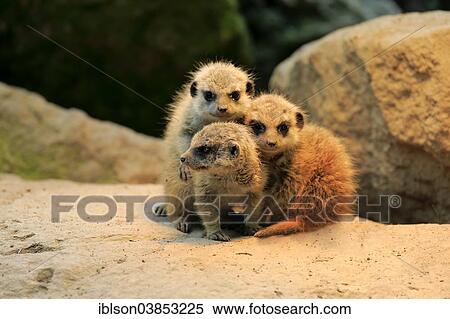 "Meerkats (Suricata suricatta), pups, Germany, Europe" View Large Photo Image Stock Photography - "Meerkats (Suricata suricatta), pups, Germany, Europe". Fotosearch