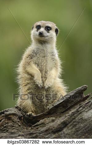 "Meerkats (Suricata suricatta), standing on its hind legs, Auckland Zoo, Auckland, North Island, New Zealand, Oceania" View Large Photo Image Stock Image - "Meerkats (Suricata suricatta), standing on its hind legs, Auckland Zoo, Auckland, North Island, New Zealand, Oceania". Fotosearch