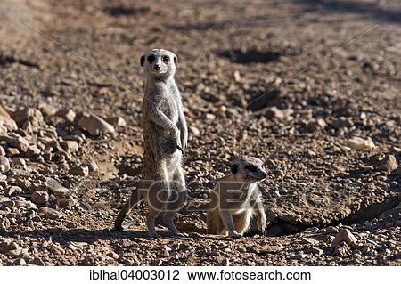 "Meerkats (Suricata suricatta), Namibia, Africa" View Large Photo Image Stock Image - "Meerkats (Suricata suricatta), Namibia, Africa". Fotosearch