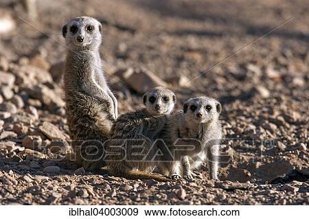 "Meerkats (Suricata suricatta), Namibia, Africa" View Large Photo Image Stock Photo - "Meerkats (Suricata suricatta), Namibia, Africa". Fotosearch