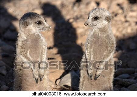 "Meerkats (Suricata suricatta), Namibia, Africa" View Large Photo Image Stock Photograph - "Meerkats (Suricata suricatta), Namibia, Africa". Fotosearch