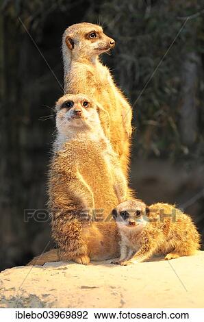 Stock Image - "Meerkats (Suricata suricatta) with young, captive, Germany, Europe". Fotosearch