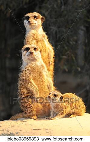 "Meerkats (Suricata suricatta) with young, captive, Germany, Europe" View Large Photo Image Stock Image - "Meerkats (Suricata suricatta) with young, captive, Germany, Europe". Fotosearch