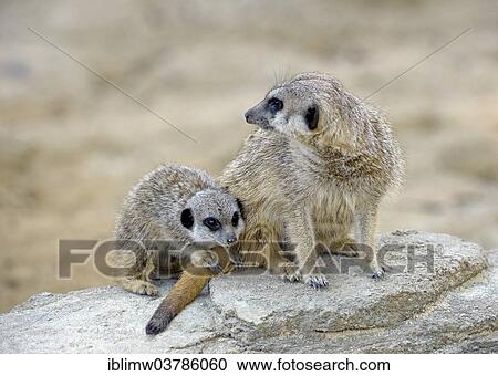 "Meerkats (Suricata suricatta), young Animal and adult animal, native to Africa, captive, Baden-Wuerttemberg, Germany, Europe" View Large Photo Image Stock Image - "Meerkats (Suricata suricatta), young Animal and adult animal, native to Africa, captive, Baden-Wuerttemberg, Germany, Europe". Fotosearch