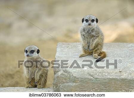 "Meerkats (Suricata suricatta), young, native to Africa, captive, Baden-Wuerttemberg, Germany, Europe" View Large Photo Image Stock Image - "Meerkats (Suricata suricatta), young, native to Africa, captive, Baden-Wuerttemberg, Germany, Europe". Fotosearch
