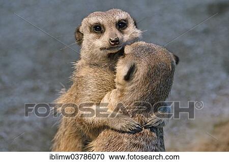 Stock Image - "Meerkats (Suricata suricatta) young embracing, native to Africa, captive, Baden-Wuerttemberg, Germany, Europe". Fotosearch