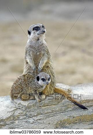 Stock Photo - "Meerkats (Suricata suricatta), young Animal and adult animal, native to Africa, captive, Baden-Wuerttemberg, Germany, Europe". Fotosearch