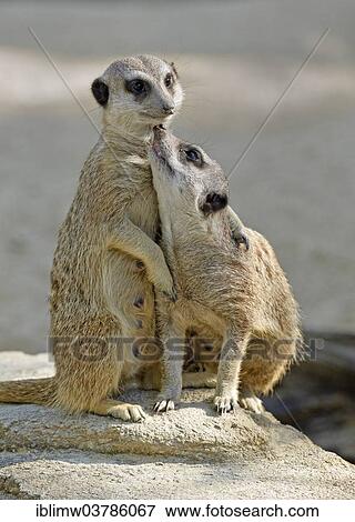 "Meerkats (Suricata suricatta), young, native to Africa, captive, Baden-Wuerttemberg, Germany, Europe" View Large Photo Image Stock Photo - "Meerkats (Suricata suricatta), young, native to Africa, captive, Baden-Wuerttemberg, Germany, Europe". Fotosearch