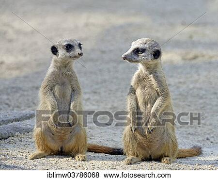 "Meerkats (Suricata suricatta), young, native to Africa, captive, Baden-Wuerttemberg, Germany, Europe" View Large Photo Image Stock Photo - "Meerkats (Suricata suricatta), young, native to Africa, captive, Baden-Wuerttemberg, Germany, Europe". Fotosearch