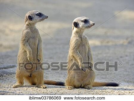 "Meerkats (Suricata suricatta), young, native to Africa, captive, Baden-Wuerttemberg, Germany, Europe" View Large Photo Image Stock Photo - "Meerkats (Suricata suricatta), young, native to Africa, captive, Baden-Wuerttemberg, Germany, Europe". Fotosearch