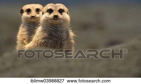 Stock Photo - "Meerkats (Suricata suricatta), young, native to Africa, captive". Fotosearch