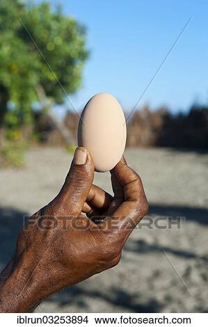 "Megapode egg (Megapodiidae), Savo Island, Central Province, Solomon Islands, Oceania" View Large Photo Image Picture - "Megapode egg (Megapodiidae), Savo Island, Central Province, Solomon Islands, Oceania". Fotosearch