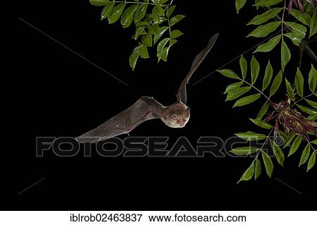 Stock Photo - "Mehely's Horseshoe Bat (Rhinolophus mehelyi) in flight, Bulgaria, Europe". Fotosearch