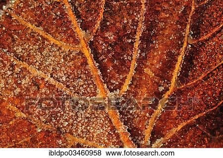 "Melting ice crystals on a brown leaf, France, Europe" View Large Photo Image Stock Photo - "Melting ice crystals on a brown leaf, France, Europe". Fotosearch