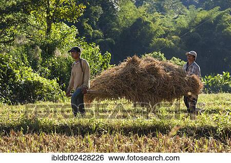 "Men carrying straw, field work, harvested rice paddy, Soppong or Pang Mapha area, Northern Thailand, Thailand, Asia" View Large Photo Image Stock Photograph - "Men carrying straw, field work, harvested rice paddy, Soppong or Pang Mapha area, Northern Thailand, Thailand, Asia". Fotosearch