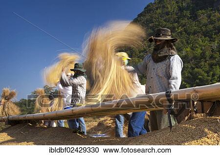 "Men from the Shan or Thai Yai ethnic minority are threshing rice, field work, Soppong or Pang Mapha area, Northern Thailand, Thailand, Asia" View Large Photo Image Stock Image - "Men from the Shan or Thai Yai ethnic minority are threshing rice, field work, Soppong or Pang Mapha area, Northern Thailand, Thailand, Asia". Fotosearch
