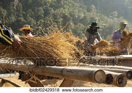 "Men from the Shan or Thai Yai ethnic minority are threshing rice, field work, Soppong or Pang Mapha area, Northern Thailand, Thailand, Asia" View Large Photo Image Stock Photo - "Men from the Shan or Thai Yai ethnic minority are threshing rice, field work, Soppong or Pang Mapha area, Northern Thailand, Thailand, Asia". Fotosearch