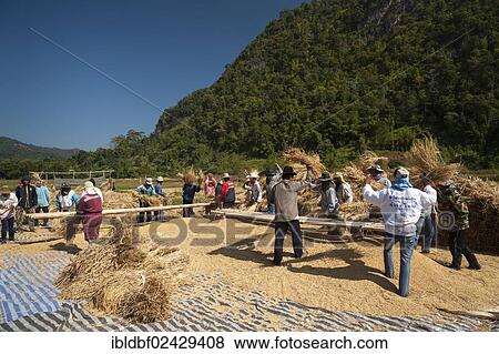 "Men from the Shan or Thai Yai ethnic minority threshing rice, field work, harvested rice paddy, Soppong or Pang Mapha area, Northern Thailand, Thailand, Asia" View Large Photo Image Stock Photo - "Men from the Shan or Thai Yai ethnic minority threshing rice, field work, harvested rice paddy, Soppong or Pang Mapha area, Northern Thailand, Thailand, Asia". Fotosearch