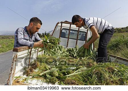 "Men harvesting artichokes, Karaburun Peninsula, Cesme Peninsula, Izmir Province, Aegean Region, Turkey, Asia" View Large Photo Image Stock Image - "Men harvesting artichokes, Karaburun Peninsula, Cesme Peninsula, Izmir Province, Aegean Region, Turkey, Asia". Fotosearch