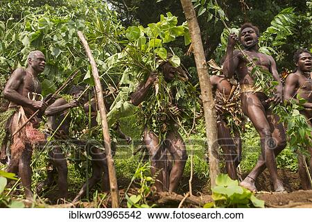 "Men of the Sa people dancing at the Land diving ceremony, Pentecost Island, Vanuatu, Oceania" View Large Photo Image Stock Image - "Men of the Sa people dancing at the Land diving ceremony, Pentecost Island, Vanuatu, Oceania". Fotosearch