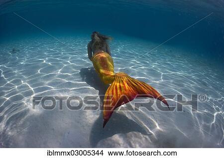 "Mermaid, girl wearing a mermaid costume swimming in the shallow water of a lagoon, underwater, Busuanga, Philippines, Asia" View Large Photo Image Picture - "Mermaid, girl wearing a mermaid costume swimming in the shallow water of a lagoon, underwater, Busuanga, Philippines, Asia". Fotosearch