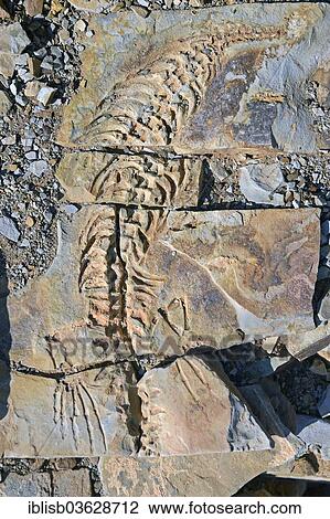 Stock Image - "Mesosaurus tenuidens fossil, extinct genus of reptile from the Early Permian, approx. 290 million years, near Keetmanshoop, Karas Region, Namibia, Africa". Fotosearch