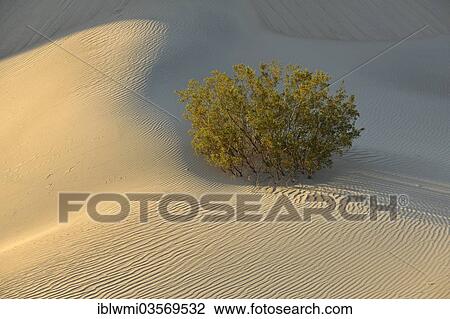 Stock Image - "Mesquite Bush (Prosopis sp. ), Mesquite Flat Sand Dunes, Stovepipe Wells, in the morning light, Death Valley National Park, Mojave Desert, California, United States, North America". Fotosearch