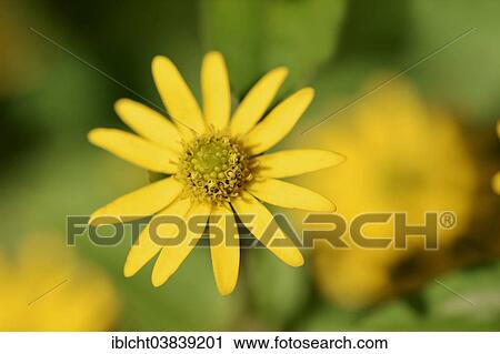Stock Image - "Mexican Creeping Zinnia (Sanvitalia procumbens), blossom, native to Mexico". Fotosearch