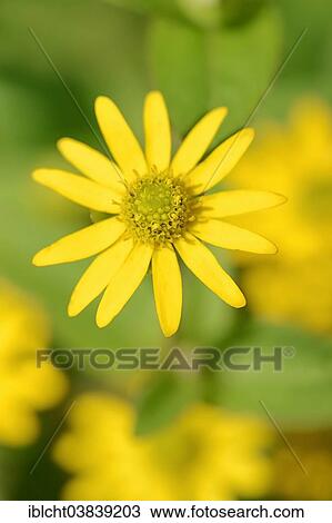 Stock Image - "Mexican Creeping Zinnia (Sanvitalia procumbens), blossom, native to Mexico". Fotosearch