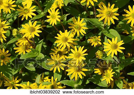 Stock Image - "Mexican Creeping Zinnias (Sanvitalia procumbens), blossom, native to Mexico". Fotosearch