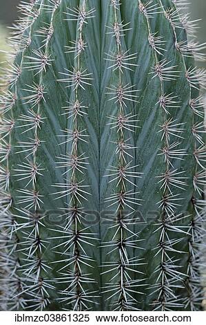"Mexican Giant Cactus or Cardon (Pachycereus pringlei), Botanical Garden, Erlangen, Middle Franconia, Bavaria, Germany, Europe" View Large Photo Image Stock Photography - "Mexican Giant Cactus or Cardon (Pachycereus pringlei), Botanical Garden, Erlangen, Middle Franconia, Bavaria, Germany, Europe". Fotosearch