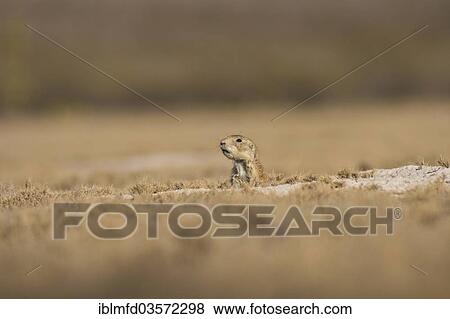 "Mexican prairie dog (Cynomys mexicanus), Coahuila, Mexico, North America" View Large Photo Image Stock Photo - "Mexican prairie dog (Cynomys mexicanus), Coahuila, Mexico, North America". Fotosearch