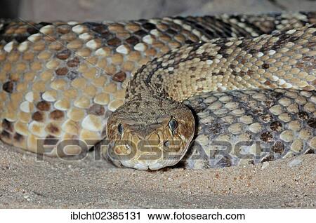 Stock Image - "Mexican West Coast Rattlesnake or Mexican Green Rattler (Crotalus basiliscus), venomous snake, native to the west coast of Mexico, in captivity, Germany, Europe". Fotosearch