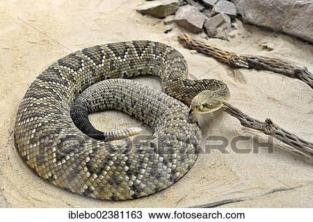 Stock Image - "Mexican West Coast Rattlesnake (Crotalus basiliskus), poisonous snake, native to the west coast of Mexico, Terrazoo, North Rhine-Westphalia, Germany, Europe". Fotosearch