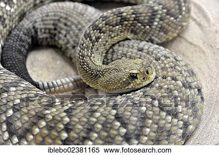 "Mexican West Coast Rattlesnake (Crotalus basiliskus), poisonous snake, native to the west coast of Mexico, Terrazoo, North Rhine-Westphalia, Germany, Europe" View Large Photo Image Stock Photography - "Mexican West Coast Rattlesnake (Crotalus basiliskus), poisonous snake, native to the west coast of Mexico, Terrazoo, North Rhine-Westphalia, Germany, Europe". Fotosearch