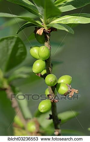 "Mezereon (Daphne mezereum), branch with fruit, North Rhine-Westphalia, Germany, Europe" View Large Photo Image Stock Image - "Mezereon (Daphne mezereum), branch with fruit, North Rhine-Westphalia, Germany, Europe". Fotosearch