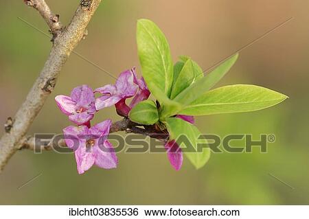 "Mezereon (Daphne mezereum), flowers and leaves, North Rhine-Westphalia, Germany, Europe" View Large Photo Image Stock Photograph - "Mezereon (Daphne mezereum), flowers and leaves, North Rhine-Westphalia, Germany, Europe". Fotosearch