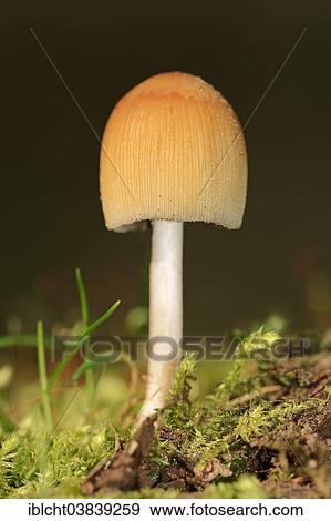 Stock Photo - "Mica Cap or Glistening Ink-cap (Coprinus micaceus), North Rhine-Westphalia, Germany, Europe". Fotosearch