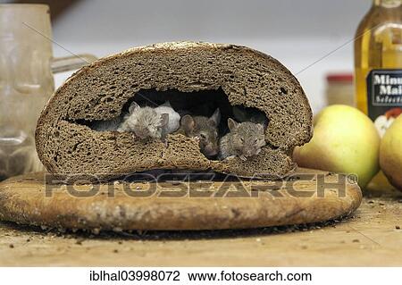"Mice inside a bread loaf, mouse family" View Large Photo Image Stock Image - "Mice inside a bread loaf, mouse family". Fotosearch