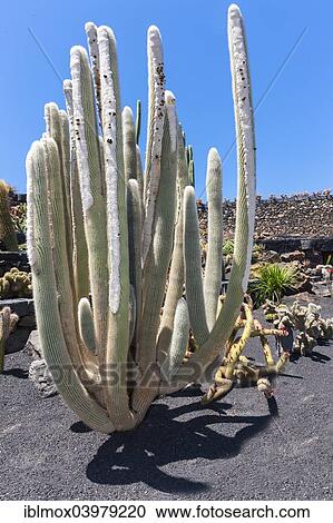 "Micranthocereus albicephalus cactus, native to Brazil, Lanzarote, Canary Islands, Spain, Europe" View Large Photo Image Stock Image - "Micranthocereus albicephalus cactus, native to Brazil, Lanzarote, Canary Islands, Spain, Europe". Fotosearch