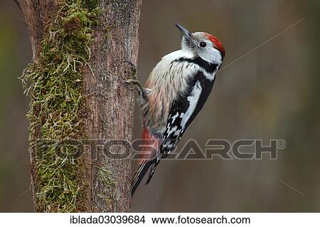 "Middle Spotted Woodpecker (Dendrocopos medius), perched, Neunkirchen, Siegerland, North Rhine-Westphalia, Germany, Europe" View Large Photo Image Picture - "Middle Spotted Woodpecker (Dendrocopos medius), perched, Neunkirchen, Siegerland, North Rhine-Westphalia, Germany, Europe". Fotosearch