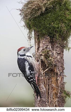 Picture - "Middle Spotted Woodpecker (Dendrocopos medius), Limburg an der Lahn, Hesse, Germany, Europe". Fotosearch