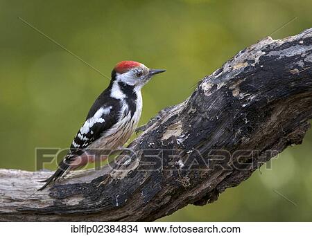 "Middle Spotted Woodpecker (Dendrocopos medius), adult, perched on log in woodland, Hortobagy National Park, Texas, Hungary, Europe" View Large Photo Image Picture - "Middle Spotted Woodpecker (Dendrocopos medius), adult, perched on log in woodland, Hortobagy National Park, Texas, Hungary, Europe". Fotosearch