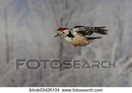 "Middle Spotted Woodpecker (Dendrocopos medius) in flight, winter, Erfurt, Thuringia, Germany, Europe" View Large Photo Image Picture - "Middle Spotted Woodpecker (Dendrocopos medius) in flight, winter, Erfurt, Thuringia, Germany, Europe". Fotosearch